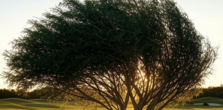 Preparación Física para el Golf: Flexibilidad y Fuerza Ramas de árbol flexibles balanceándose suavemente con el viento, simbolizando la flexibilidad y resistencia necesarias en la preparación física.